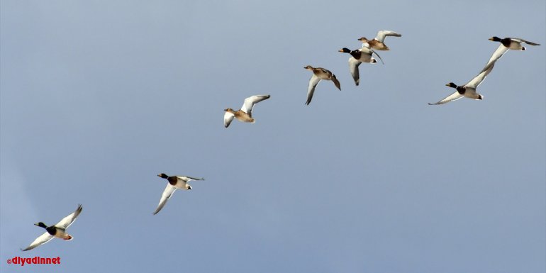 Yaban hayatı ilkbaharda Sarıkamış'a renk katıyor