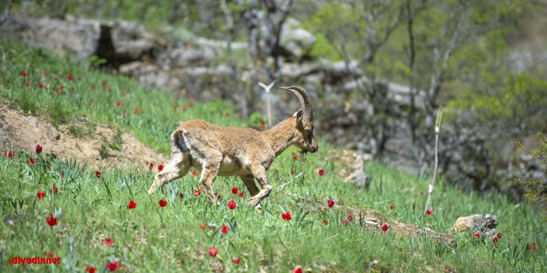 Yaban keçileri yeşile bürünen Munzur Vadisi Milli Parkı'na güzellik katıyor