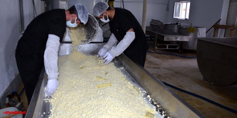 Yarım asırlık işletme, Muş'tan yurdun dört bir yanına kaşar peyniri gönderiyor