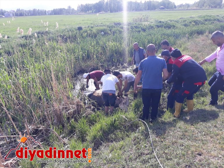 Ağrı'da çamura saplanarak mahsur kalan ineği itfaiye kurtardı