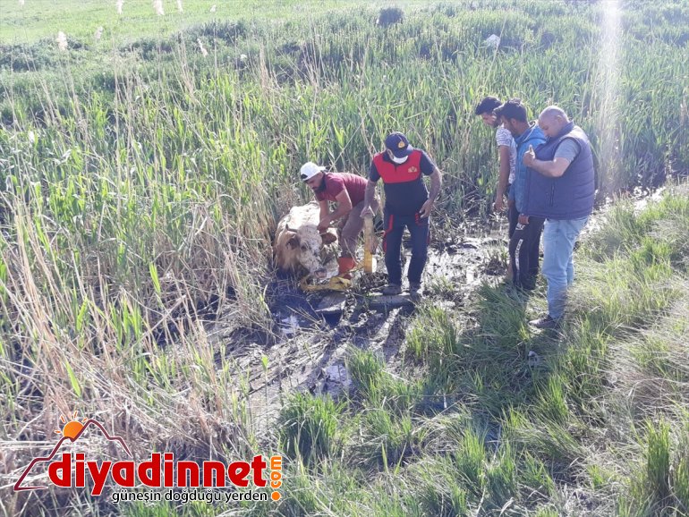 kalan kurtardı ineği mahsur - AĞRI saplanarak Çamura itfaiye 2