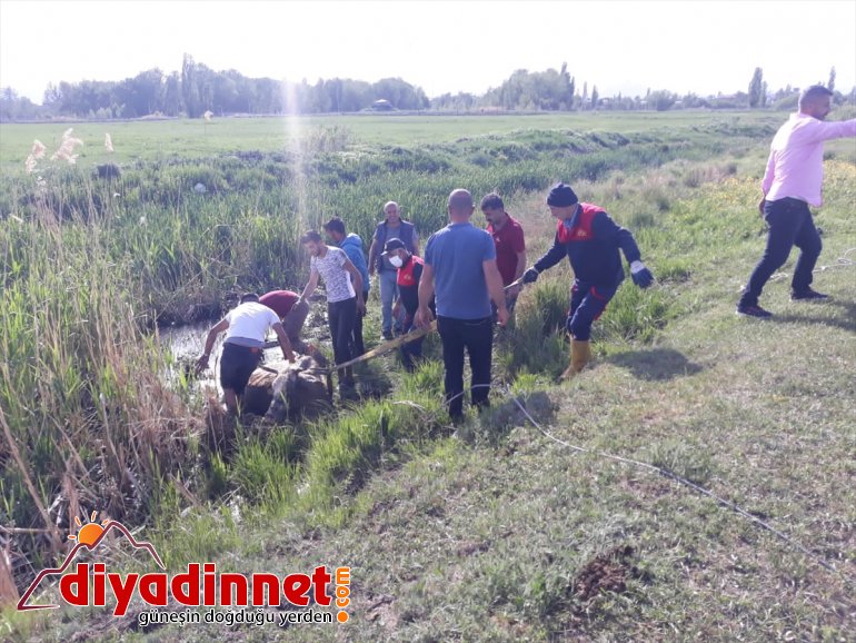 Çamura - AĞRI itfaiye kalan ineği kurtardı saplanarak mahsur 3