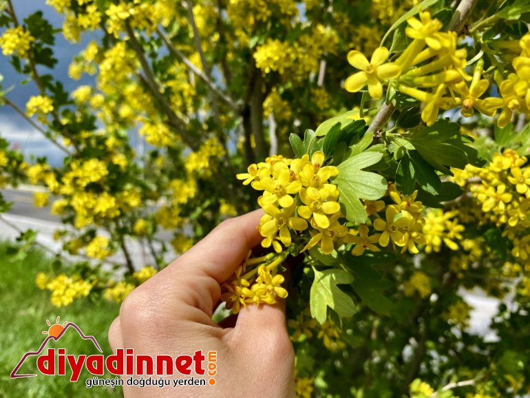 Ağrı da mevsim çiçeklerinden renk cümbüşü3