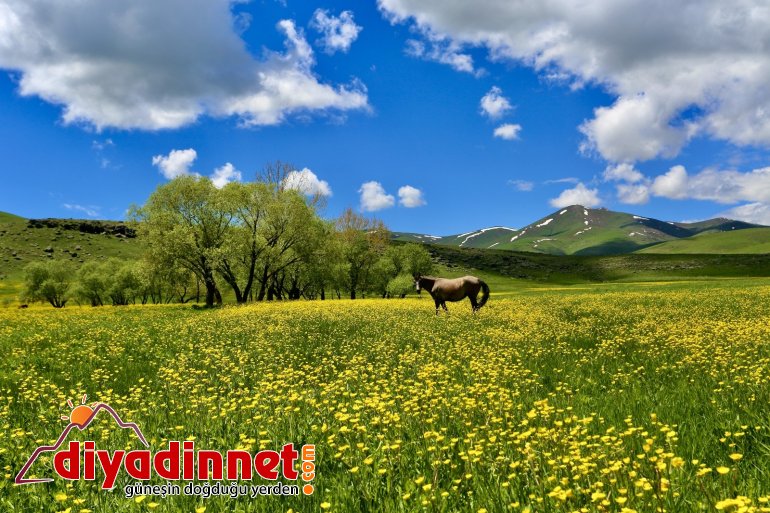 Ağrı da mevsim çiçeklerinden renk cümbüşü6