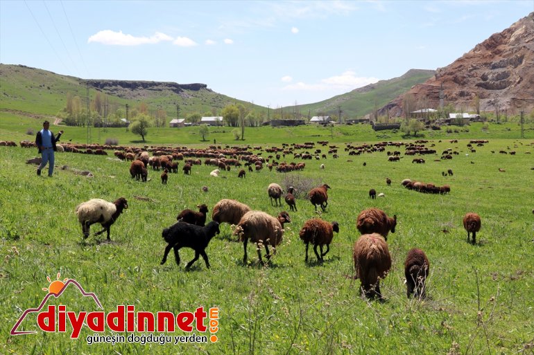 Doğanın canlandığı Ağrı'da yayla çobanları zorlu mesailerine başlıyor