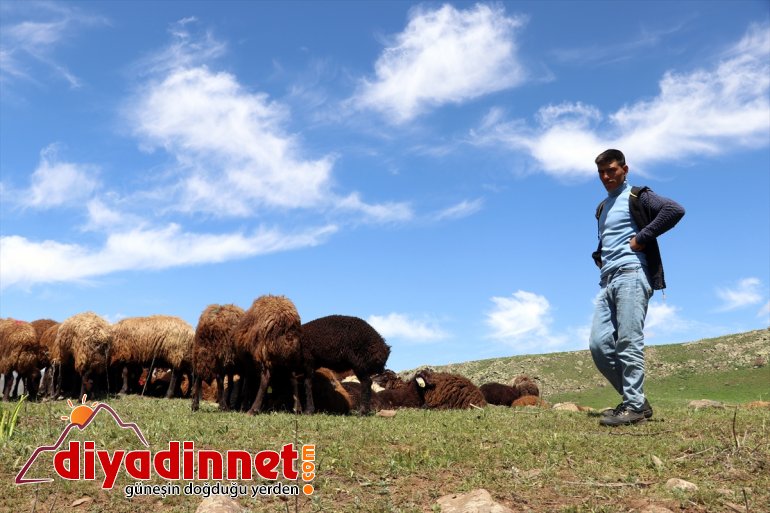 Doğanın canlandığı AĞRI çobanları yayla başlıyor mesailerine - Ağrı