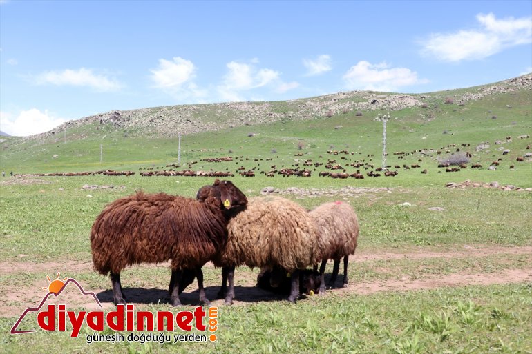 Doğanın - başlıyor AĞRI mesailerine yayla zorlu çobanları canlandığı Ağrı