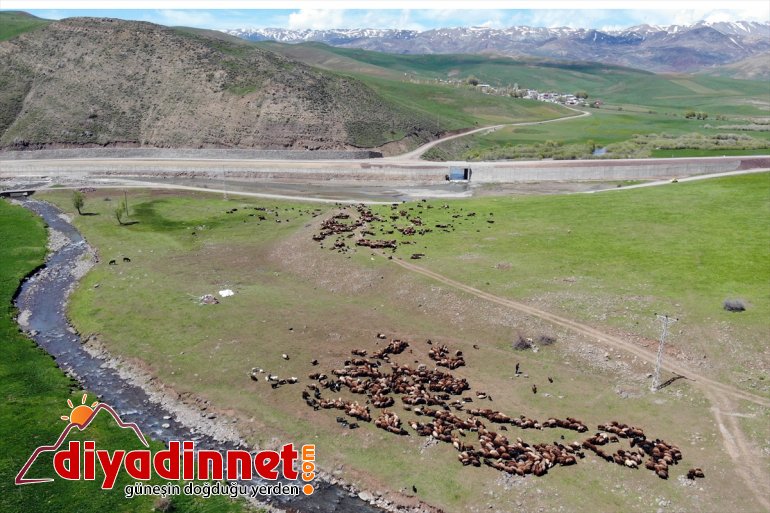 - yayla Doğanın canlandığı Ağrı