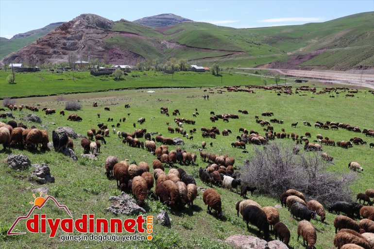 canlandığı - çobanları zorlu yayla Doğanın başlıyor AĞRI mesailerine Ağrı