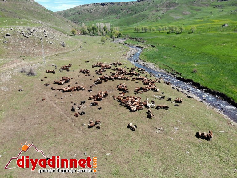 zorlu başlıyor Doğanın AĞRI yayla çobanları mesailerine Ağrı