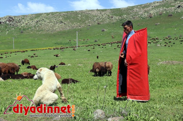 zorlu yayla çobanları canlandığı Doğanın - başlıyor mesailerine AĞRI Ağrı