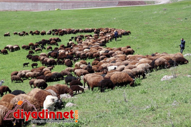 Doğanın yayla canlandığı AĞRI mesailerine başlıyor zorlu - Ağrı