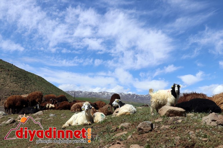 çobanları canlandığı başlıyor Doğanın mesailerine Ağrı