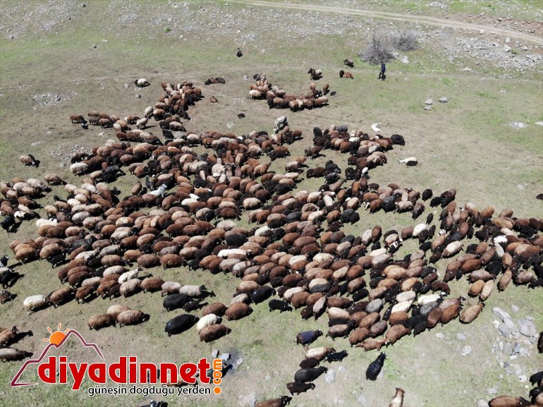 başlıyor yayla Ağrı