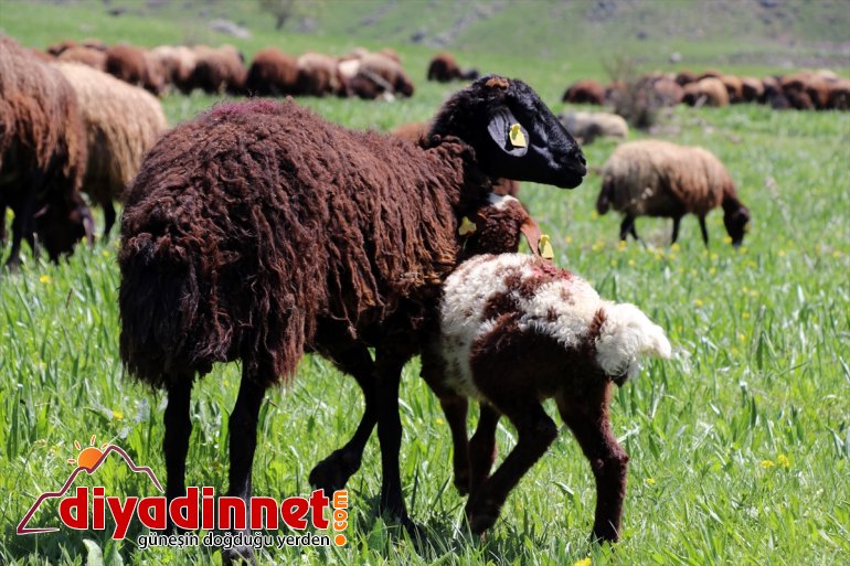 mesailerine yayla canlandığı başlıyor AĞRI çobanları Ağrı