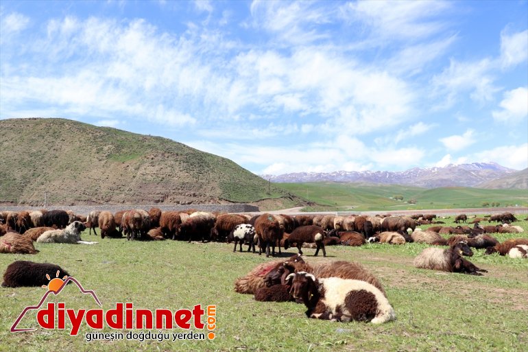 AĞRI zorlu başlıyor çobanları yayla mesailerine - Doğanın canlandığı Ağrı