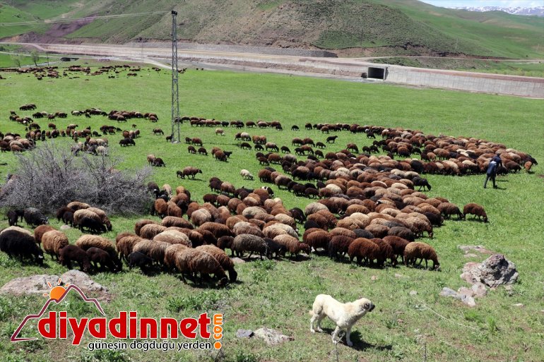 canlandığı yayla AĞRI Doğanın çobanları Ağrı