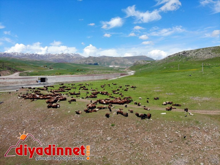 başlıyor - AĞRI yayla Doğanın canlandığı Ağrı