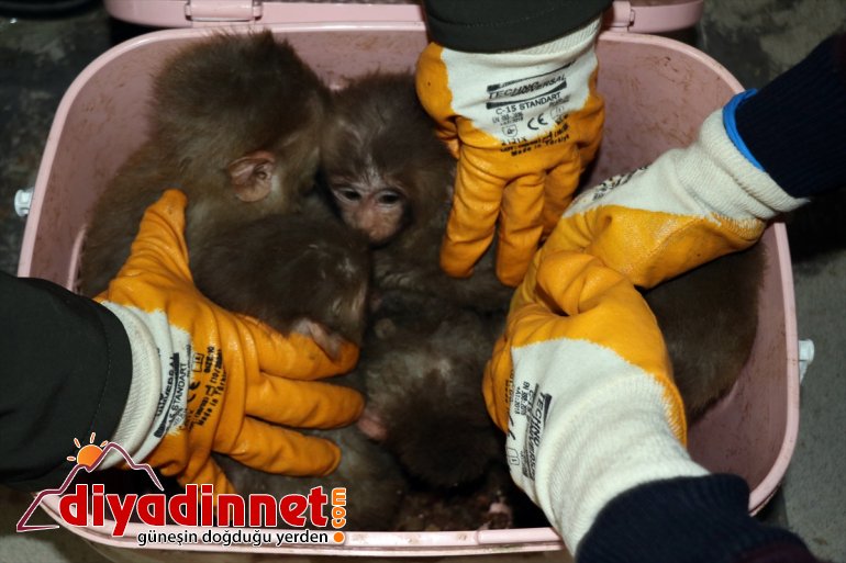Gürbulak Gümrük Kapısı'nda 12 yavru maymun yakalandı