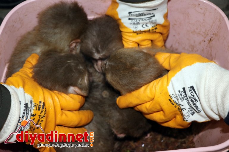 maymun Gürbulak Gümrük yavru yakalandı 12 AĞRI - Kapısı