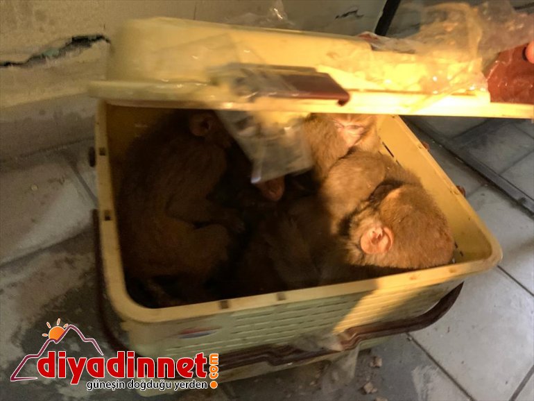 yavru Gürbulak maymun 12 Kapısı