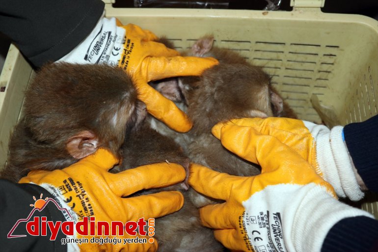 yakalandı AĞRI yavru Kapısı