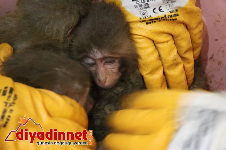 - maymun AĞRI Gürbulak Kapısı