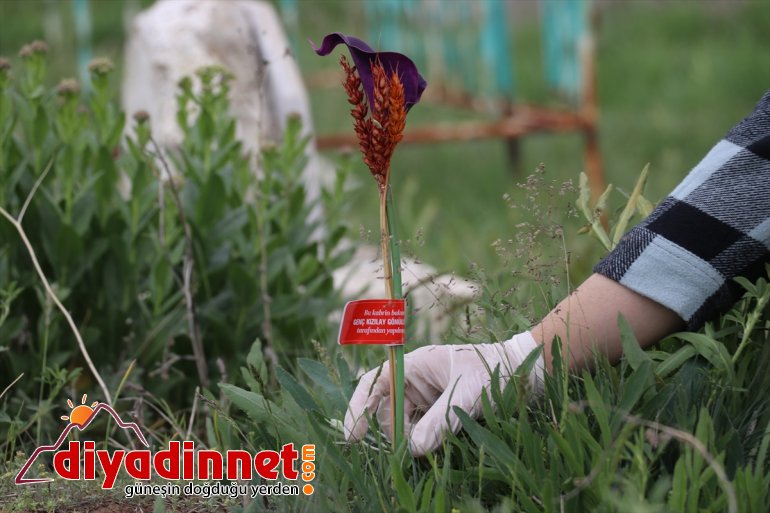 onarıp - Kızılay AĞRI çevre temizliği mezarları gönüllüleri yaptı 9