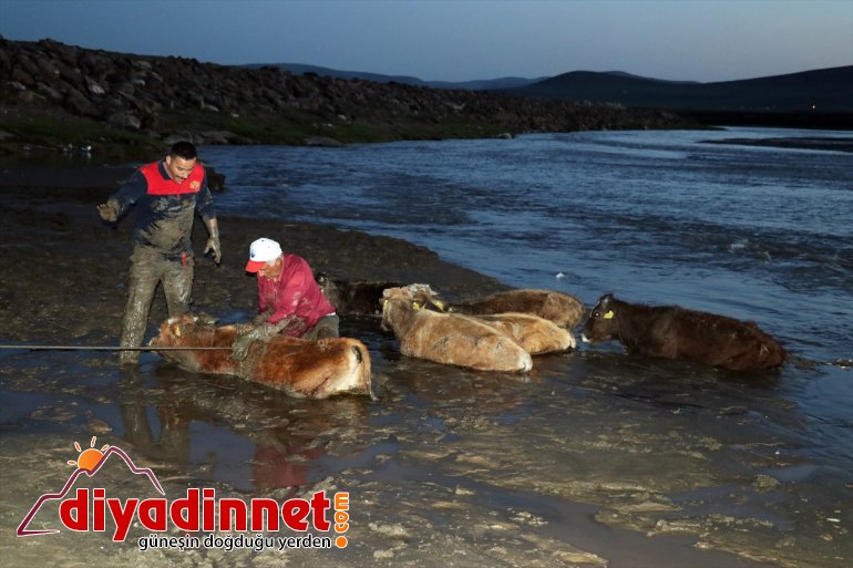 Ağrı'da nehir kenarında çamura saplanan 17 büyükbaş hayvan kurtarıldı