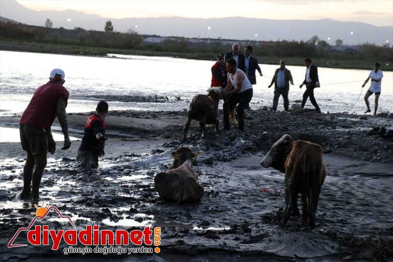 kurtarıldı saplanan AĞRI kenarında çamura 17 hayvan - Nehir büyükbaş 2