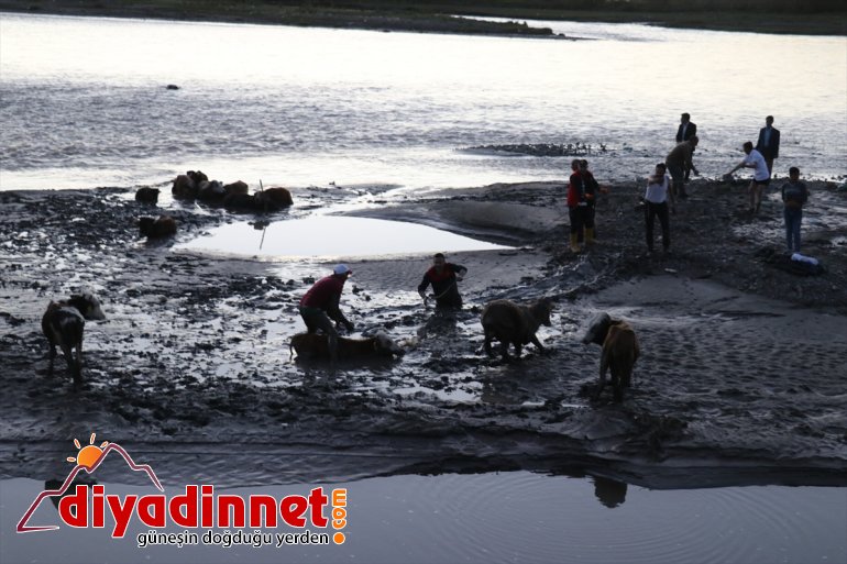 hayvan kurtarıldı büyükbaş saplanan Nehir kenarında - AĞRI çamura 17 3
