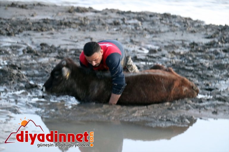 kurtarıldı çamura büyükbaş Nehir AĞRI 17 - hayvan saplanan kenarında 4