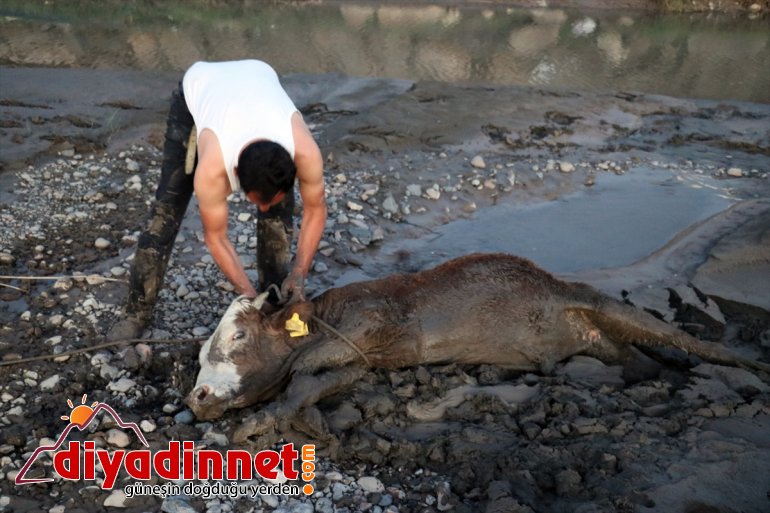 hayvan saplanan kenarında 17 çamura - kurtarıldı Nehir AĞRI büyükbaş 5