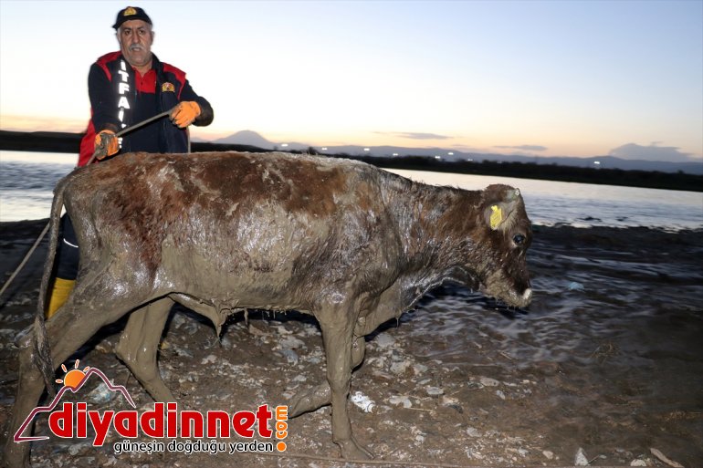 Nehir - saplanan büyükbaş kurtarıldı AĞRI kenarında hayvan 17 çamura 6