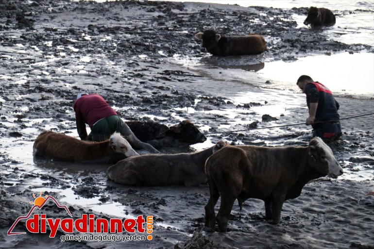 hayvan kurtarıldı AĞRI 17 kenarında saplanan büyükbaş çamura Nehir - 7