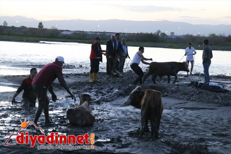 kurtarıldı kenarında çamura - Nehir hayvan saplanan büyükbaş 17 AĞRI 8