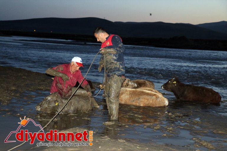 Nehir saplanan kenarında büyükbaş AĞRI çamura kurtarıldı hayvan 17 - 9