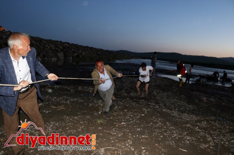 AĞRI kenarında 17 hayvan kurtarıldı Nehir büyükbaş çamura - saplanan 10