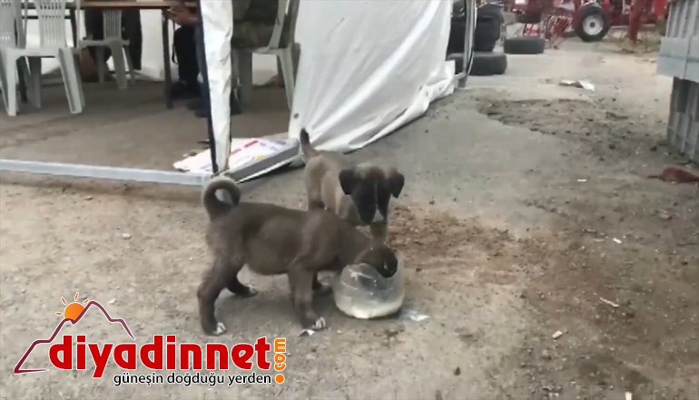 Ağrı'da polis memuru kontrol noktasına gelen yavru köpekleri sütle besledi
