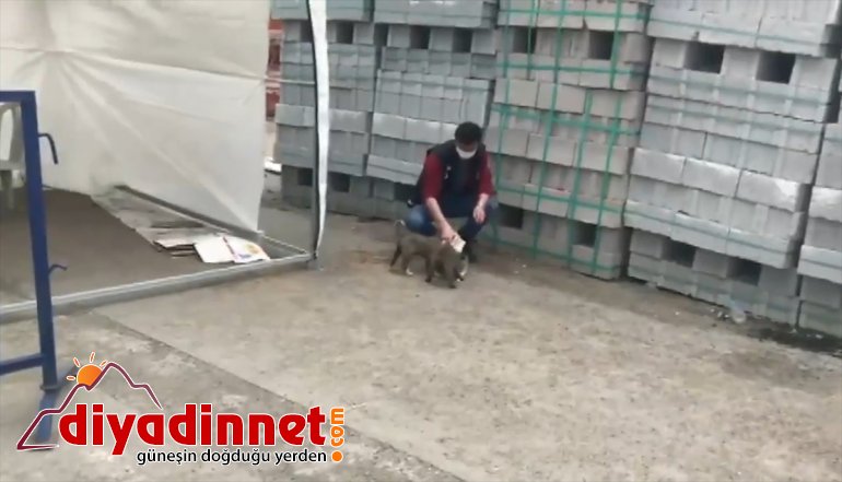 sütle yavru memuru AĞRI kontrol Polis noktasına gelen - köpekleri besledi 2