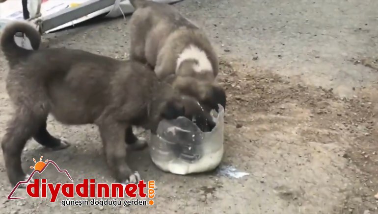 kontrol - AĞRI Polis gelen sütle noktasına köpekleri besledi yavru memuru 3