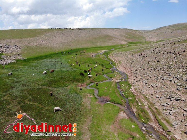 Ağrı'daki Sinek Yaylası göçerlerin sürüleriyle şenlendi