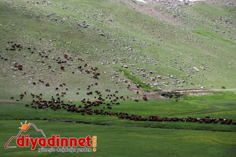 şenlendi Sinek Ağrı