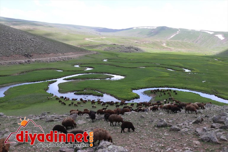 göçerlerin Yaylası sürüleriyle Ağrı