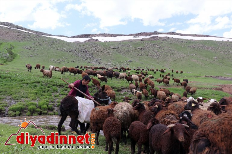 Yaylası Sinek Ağrı