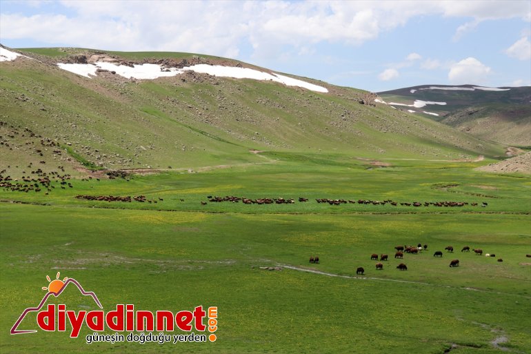 şenlendi Yaylası göçerlerin sürüleriyle Ağrı