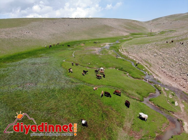 Sinek sürüleriyle Yaylası Ağrı