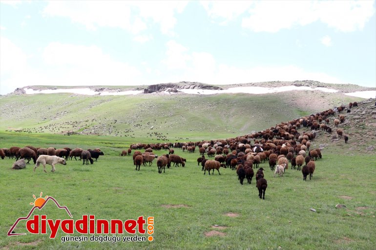 sürüleriyle Ağrı