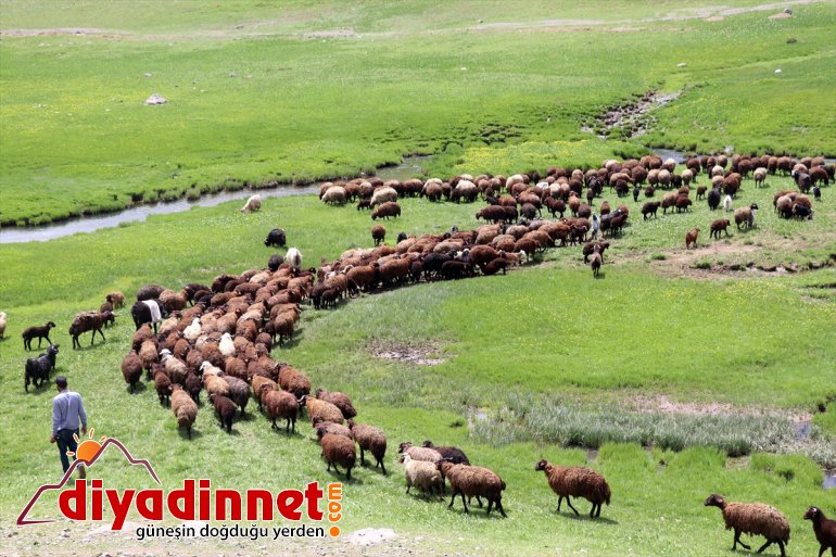 Yaylası şenlendi göçerlerin Sinek Ağrı