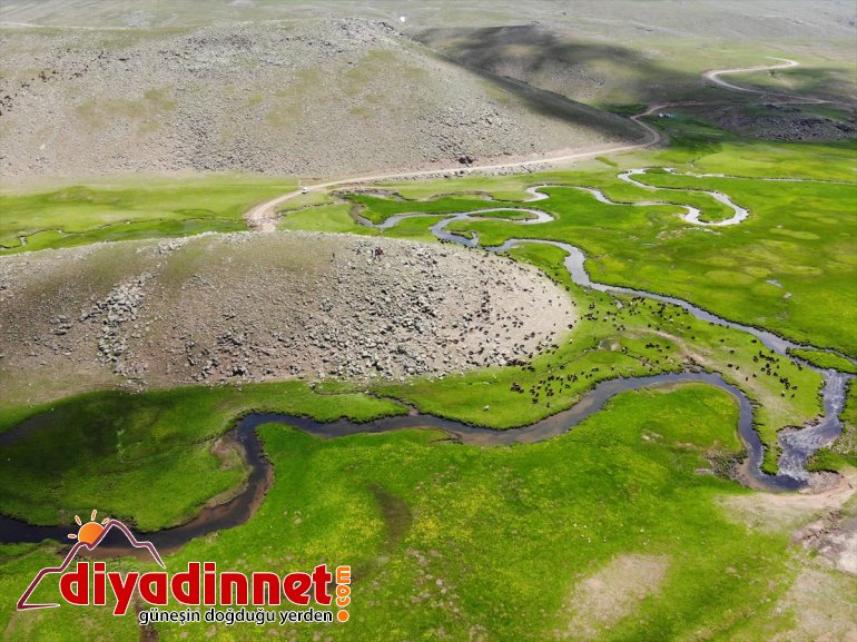 sürüleriyle şenlendi göçerlerin Sinek Yaylası Ağrı